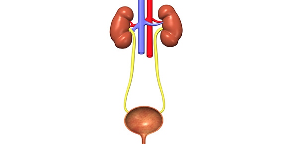 Urinary System Flashcards