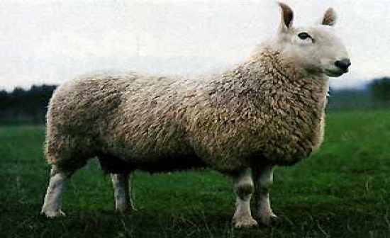 Breed of Sheep Flashcards - Flashcards