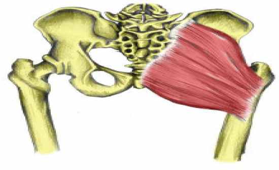 Flashcards Table on Anatomy And Physiology: Muscle