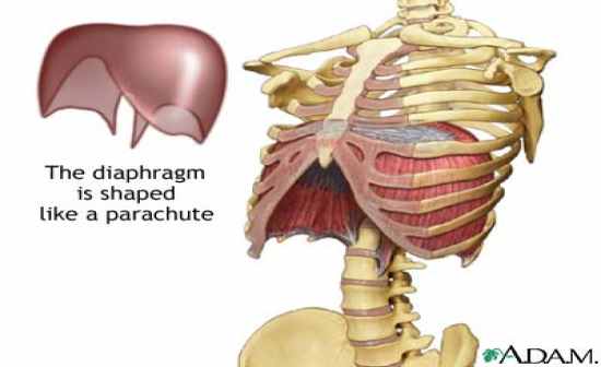 Flashcards Table on Anatomy And Physiology: Muscle