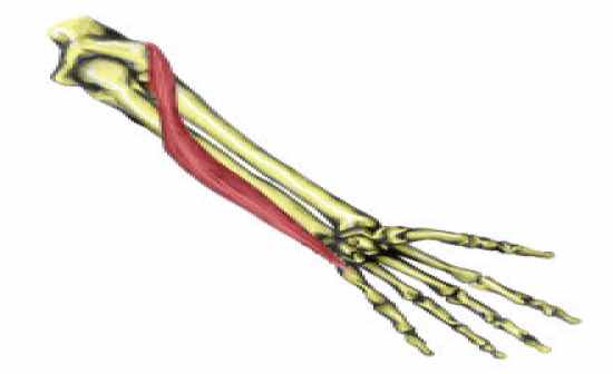 Flashcards Table on Anatomy And Physiology: Muscle