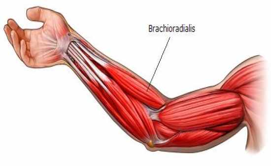 Плечелучевая мышца. Брахиалис и брахиорадиалис. Мускулюс брахиорадиалис. Брахиорадиалис анатомия. Брахиа Радиалис анатомия.