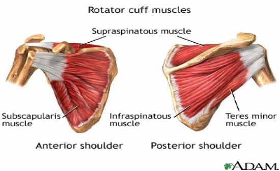 Flashcards Table on Anatomy And Physiology: Muscle