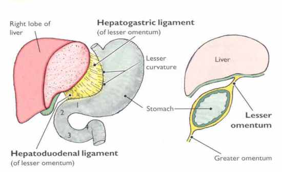 Flashcards Table on Anatomy And Physiology: Digestive, Urinary, And ...