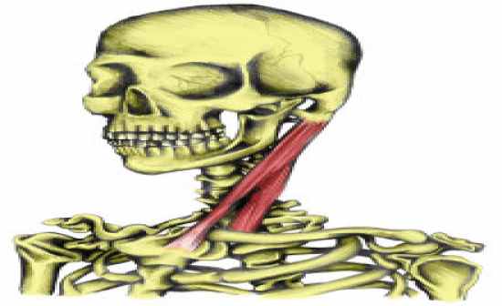 Flashcards Table on Anatomy And Physiology: Muscle