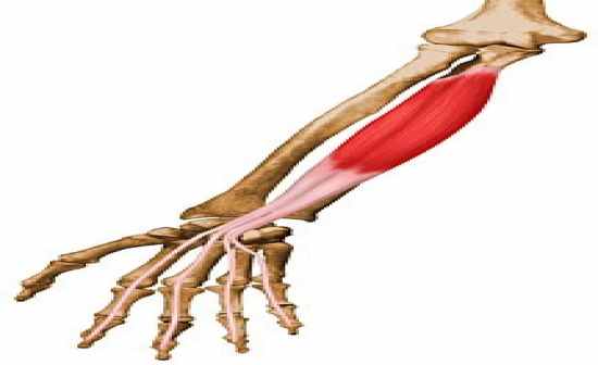 Flashcards Table on Anatomy And Physiology: Muscle