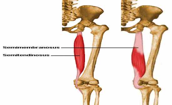 Flashcards Table on Anatomy And Physiology: Muscle