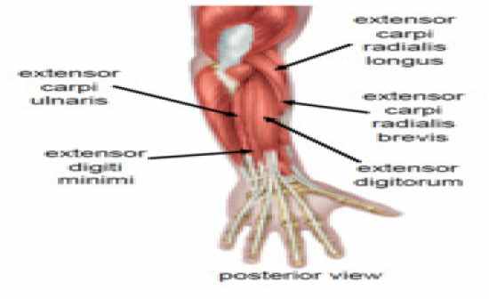 Flashcards Table on Anatomy And Physiology: Muscle