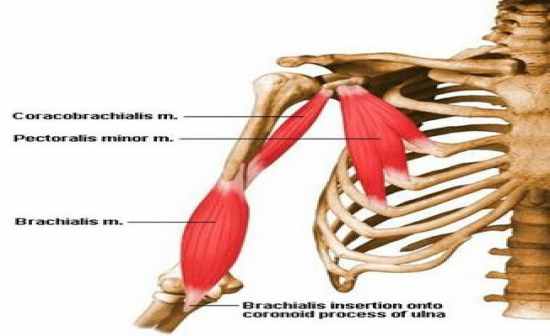 Flashcards Table on Anatomy And Physiology: Muscle