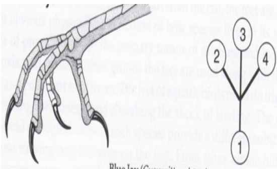 Bird Foot Topography - Flashcards