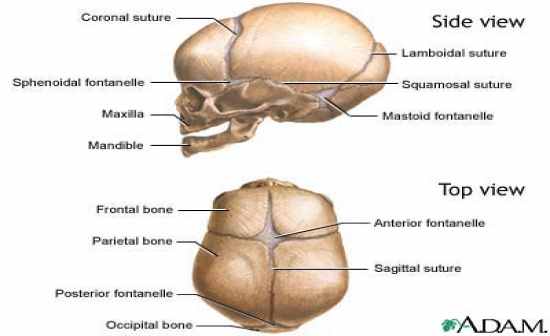 Anatomy and Physiology Lab 2 - Flashcards