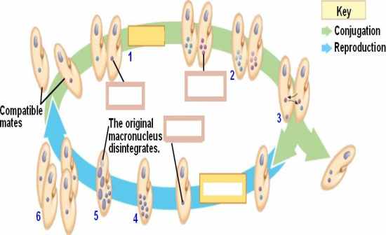 Flashcards Table on Biology 1001 - Mid-term Review