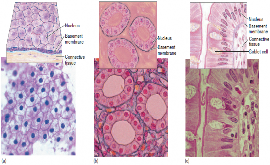 Integumentary System Vocab - Flashcards