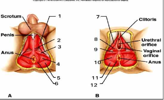 Muscles of Pelvic Outlet - Flashcards