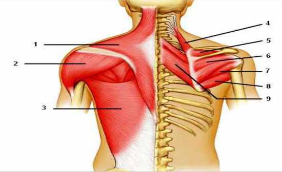 Can You Label Following Muscles of the Posterior Shoulder Flashcards - Flashcards