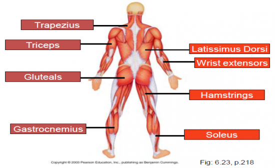 Flashcards Table on HAP 1 - The Muscular System