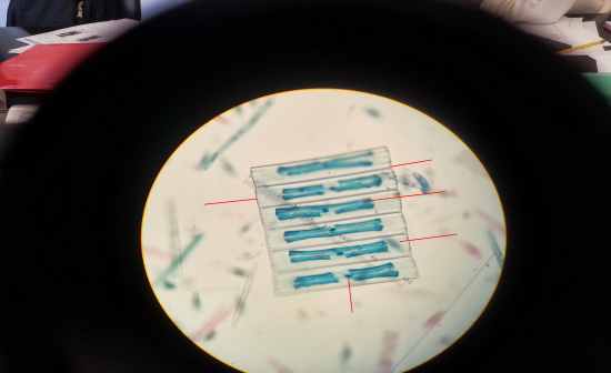 Biology Lab Practical List - Flashcards