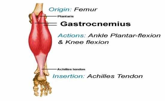 Flashcards Table on Knee Muscles And Bones.