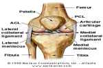 Bones Of The Knee Joint - Flashcard