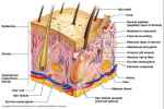 Dermal Papillae, Hair Root, Hair Shaft, Hair ... - Flashcard