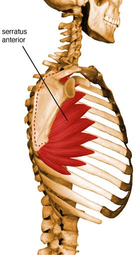 Serratus Anterior - Flashcard