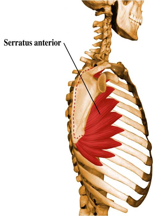 Serratus anterior мышца