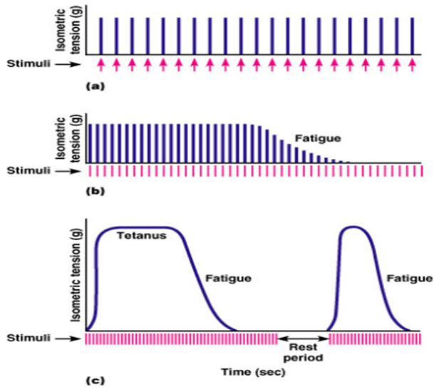 Muscle fatigue. Muscle fatigue Experiment. Infusion fatigue Eumetabol что это. Preload muscle Physiology. Tension -time graph of a tetanus muscle Fibre