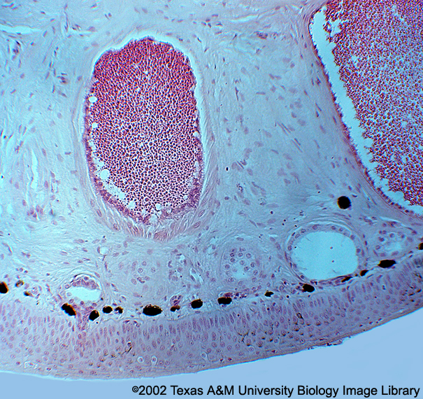 Class:Phylum:What Skin Type Is This?  How Doe... - Flashcard