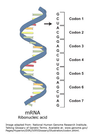 Кодон функция. MRNA. MRNA structure. Кодон. Цепь МРНК.