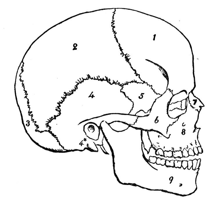 Identify Number 4 - Flashcard