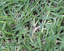 Turf Grass - Flashcards