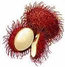 Rambutan - Flashcard