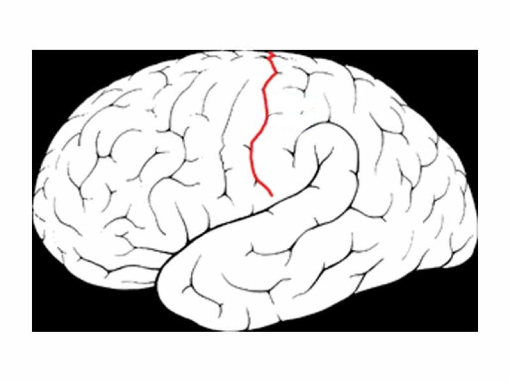 Fred's Bio 201 Nervous System Flashcards - Flashcards