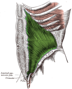 Internal Oblique - Flashcard