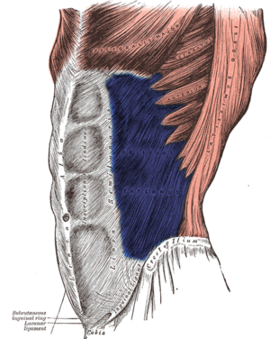 External Oblique - Flashcard