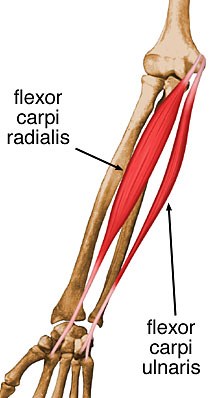 Muscles of the Upper Limb 2 - Flashcards