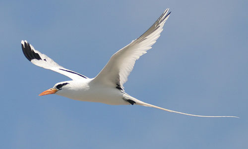 Birds of Costa Rica - Flashcards